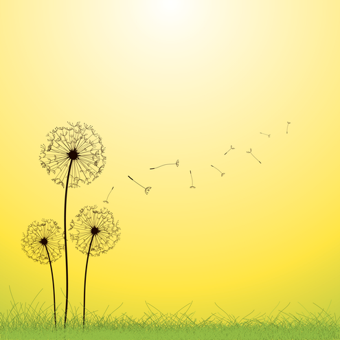Dandelions on sunny background and fresh green grass in two different