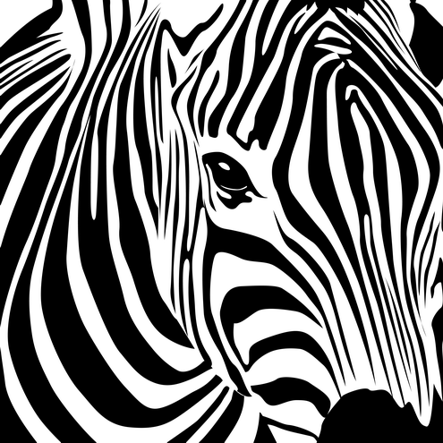 Detail of zebra head in