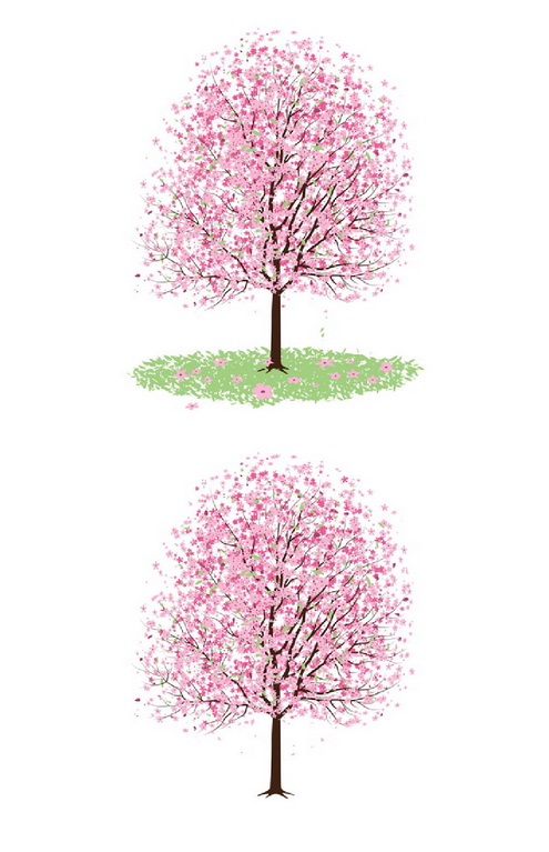 cherry blossom branch vector. _Vector - Pink Cherry Blossom